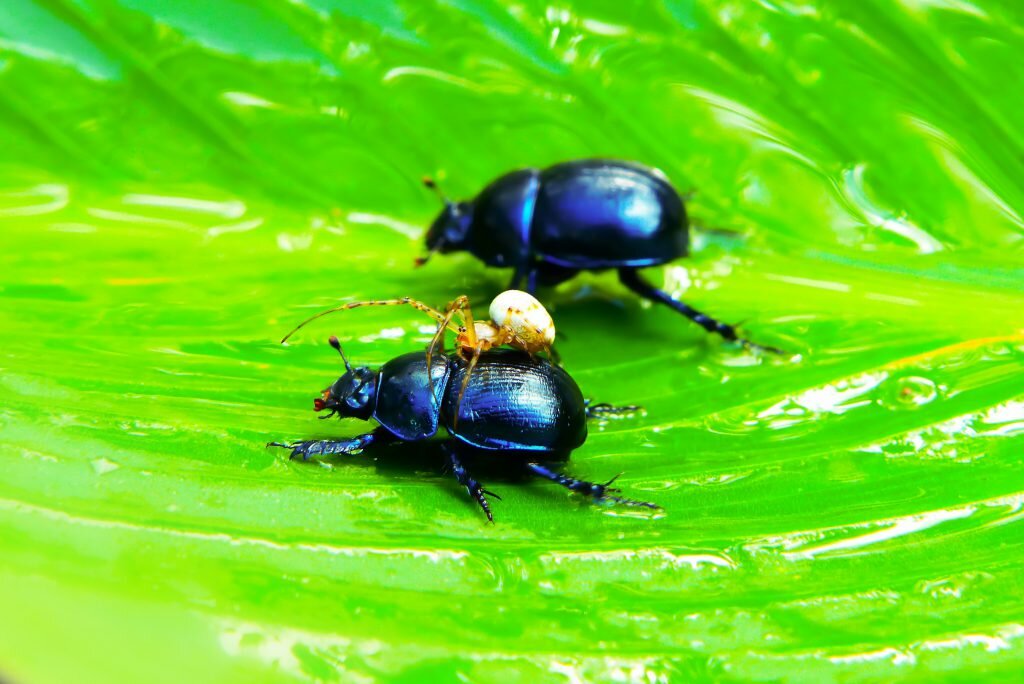 It is very common in Switzerland to call your partner a beetle